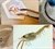 Collage med billeder fra Renata Gonçalves' forsøg med unge hummere. Foto: Renata Gonçalves